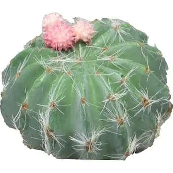umělá květina Umělá květina, Kaktus - Cactus Wessex s květinou růžový V8 cm