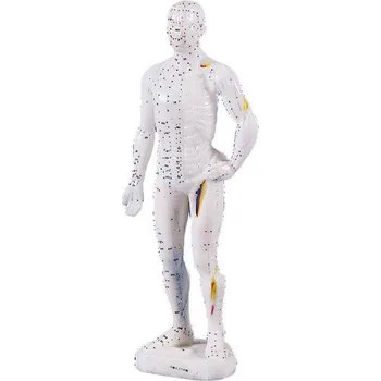 Model pro nácvik akupunktury (muž)