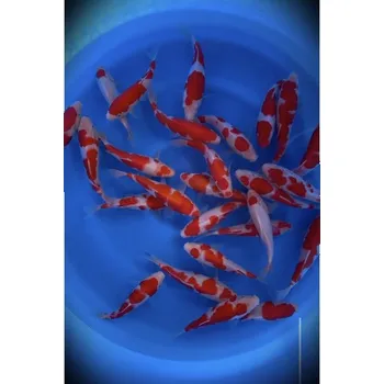 Krmivo pro rybičky HQ Tateshita Kohaku ... JK 24MUR13