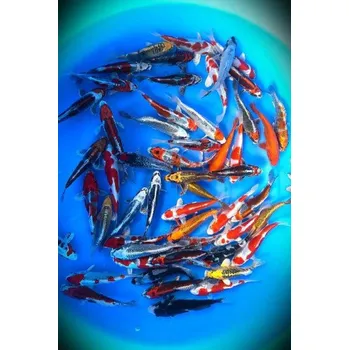 Krmivo pro rybičky JK 24AOK25