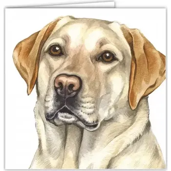 Přání v obálce Zlatý Labrador, WD 16,5 x 16,5 cm (Blahopřání s obálkou s pejskem, psi, pes)