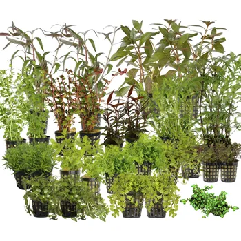 Akvárium Kolekce rostlin pro holandské akvárium 200l