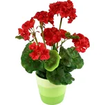 Muškát v keramickém květináči 40 x 25 cm