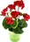 Muškát v keramickém květináči 40 x 25 cm, červený/zelený květináč