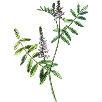 Jestřabina nať - Bylinky (Galegae herba cs.)