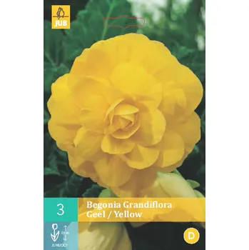 Cibulovina JUB Holland Begónie Grandiflora žlutá 3 ks