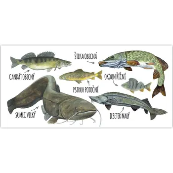 Pohlednice s rybami Druh ryby: Sumec