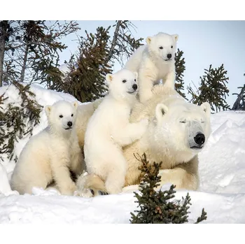 Diamantové malování Diamantové malování - Medvědí rodinka - č. 494 50x60 cm