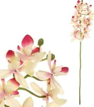 Autronic Orchidea drobnokvětá 40 cm…