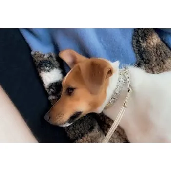 Obojek pro psa LIU JO Třpytivý obojek z umělé kůže šířka 1,5 cm obvod krku 22-27 cm zlatá vel. S