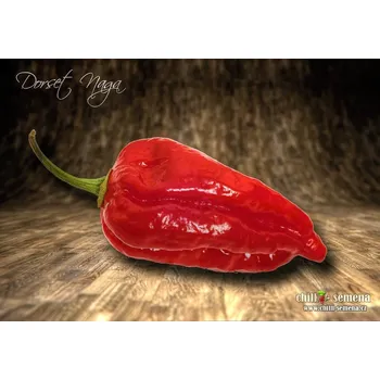 Semeno chilli-semena Dorset Naga