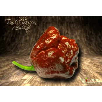 Semeno chilli-semena Trinidad Scorpion Chocolate