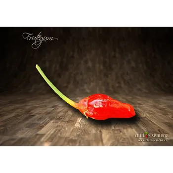 Semeno chilli-semena Frutegum