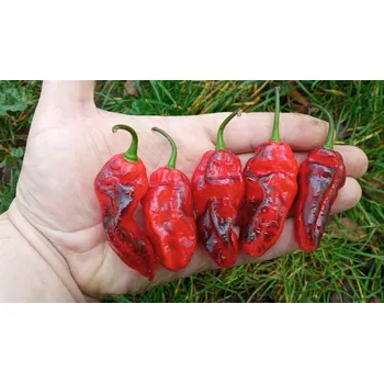 Semeno chilli-semena Pimenta Chris Fat