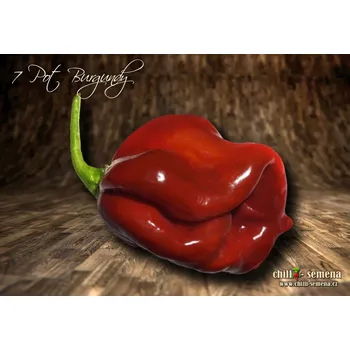 Semeno chilli-semena 7 Pot Burgundy