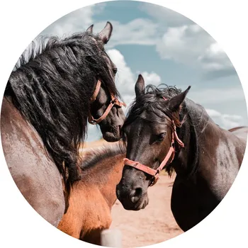 Jedlá dekorace na dort Koně č.8 jedlý papír