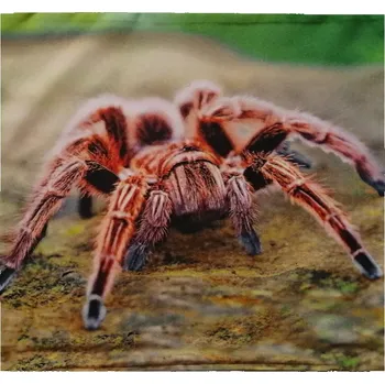 Povlak na dekorativní polštářek Apex® produktová řada 3D 3D povláček na polštářek Apex - Sklípkan - Povláček na polštářek