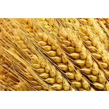 Plakát Plakát, Obraz - Wheat, ithinksky