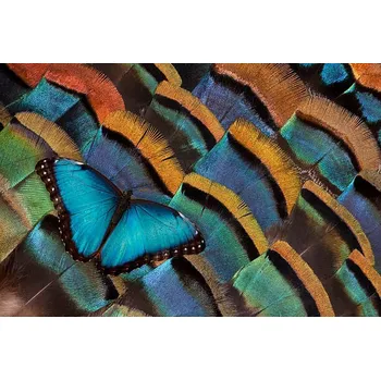 Plakát Plakát, Obraz - Blue Morpho Butterfly on Oscellated Turkey Feather, Darrell Gulin