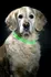 Obojek pro psa Karlie USB Visio Light zelený 70 cm