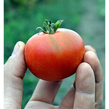 Semeno Ostravské rané