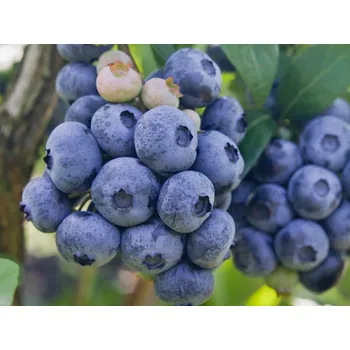 Sazenice Kanadská borůvka 'Bluecrop'