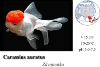 Závojnatka / Carassius auratus "red cap"