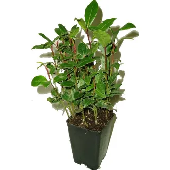 Sazenice Vavřín - laurus nobilis - minimálně 7 rostlin