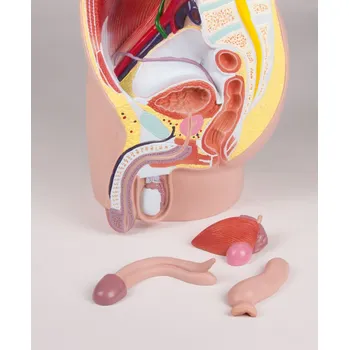 Mužská pánev v životní velikosti, 4 části