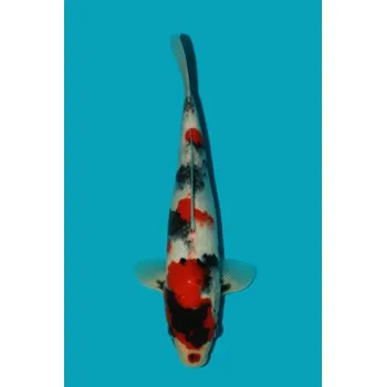 Krmivo pro rybičky HQ Tateshita Showa Sanshoku ... JK 23ISA22