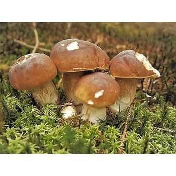 Zaparkorun - Sadba lesních hub - sadba