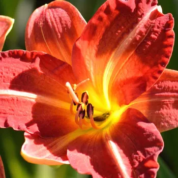 Cibulovina DENIVKA ´RED RUM´ kont. 1,5L