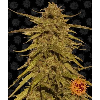 Semeno Pineapple Haze - Barney´s Farm - regular - 10 ks