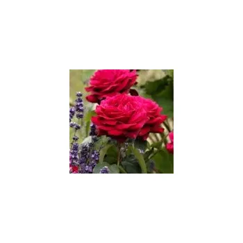 Sazenice Rosa hybr. (A) Gräfin Diana 30/40 cm, pk