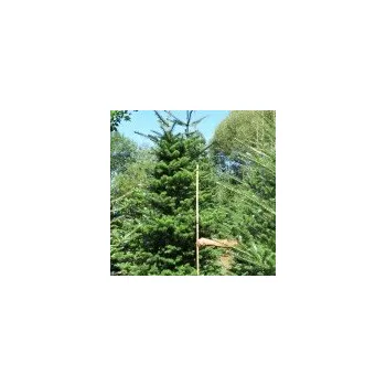 Sazenice Abies koreana 175/200 cm