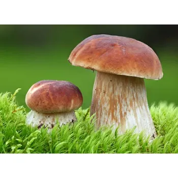 Sazenice Přírodna, z.s. Sadba lesních hub 3x10g