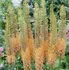 Cibulovina JUB Holland Liliochvostec Eremurus Cleopatra 1 ks