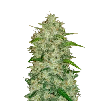 Semeno FastBuds Original Chemdawg Auto Balení: 3ks