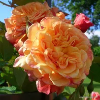 Kordes Roses Aloha 2 l