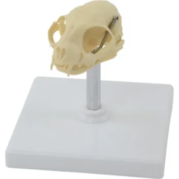 Model kočičí lebky