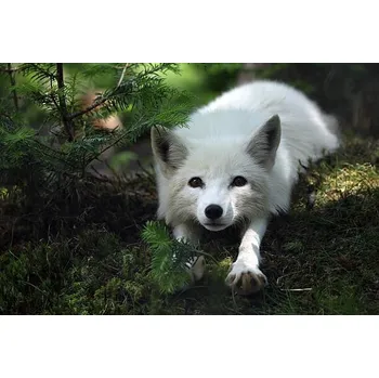 Plakát Plakát, Obraz - Arctic Fox, Megan Lorenz