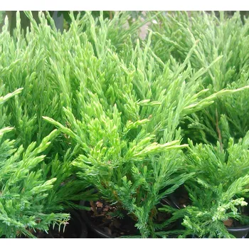 Jalovec poléhavý Mint Julep (Juniperus media Mint Julep)