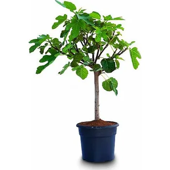 Sazenice FICUS CARICA BOWL 6lt - Fíkovník - 6lt