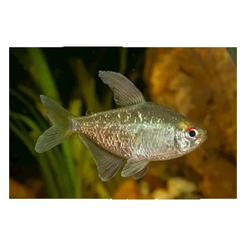 Tetra diamantová, 2,5 cm
