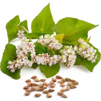 Semeno JaHan Pohanka obecná - 0,5 kg