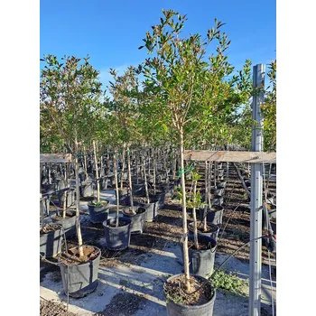 Sazenice Granátové jablko (PUNICA GRANATUM) - 16Lt, 25Lt - 16Lt - 140/170cm