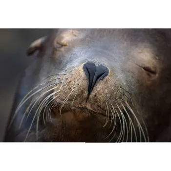 Plakát Plakát, Obraz - Adorable Close Up of Heart Shaped, Vicki Jauron, Babylon and Beyond Photography