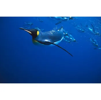 Plakát Plakát, Obraz - KING PENGUIN SWIMMING, OTHERS IN BACKGROUND, Kevin Schafer