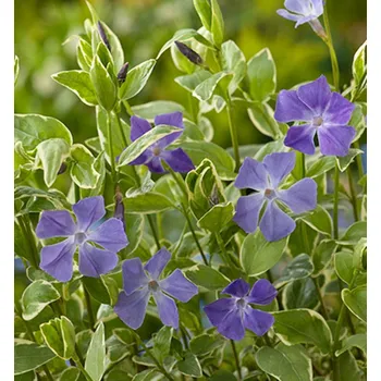 Sazenice Barvínek větší ´VARIEGATA´ kont. 0,5 l