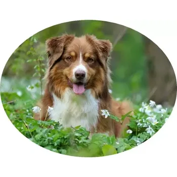 Nášivka Nažehlovačka s pejskem (digitální nažehlovačka)